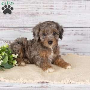 Alaine, Miniature Poodle Mix Puppy
